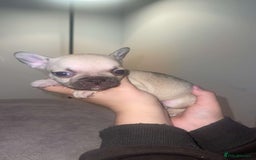 French Bulldog dogs for sale: 8 beautiful French bulldog puppies  - Image 7