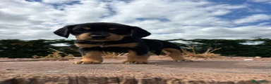 Springador 10