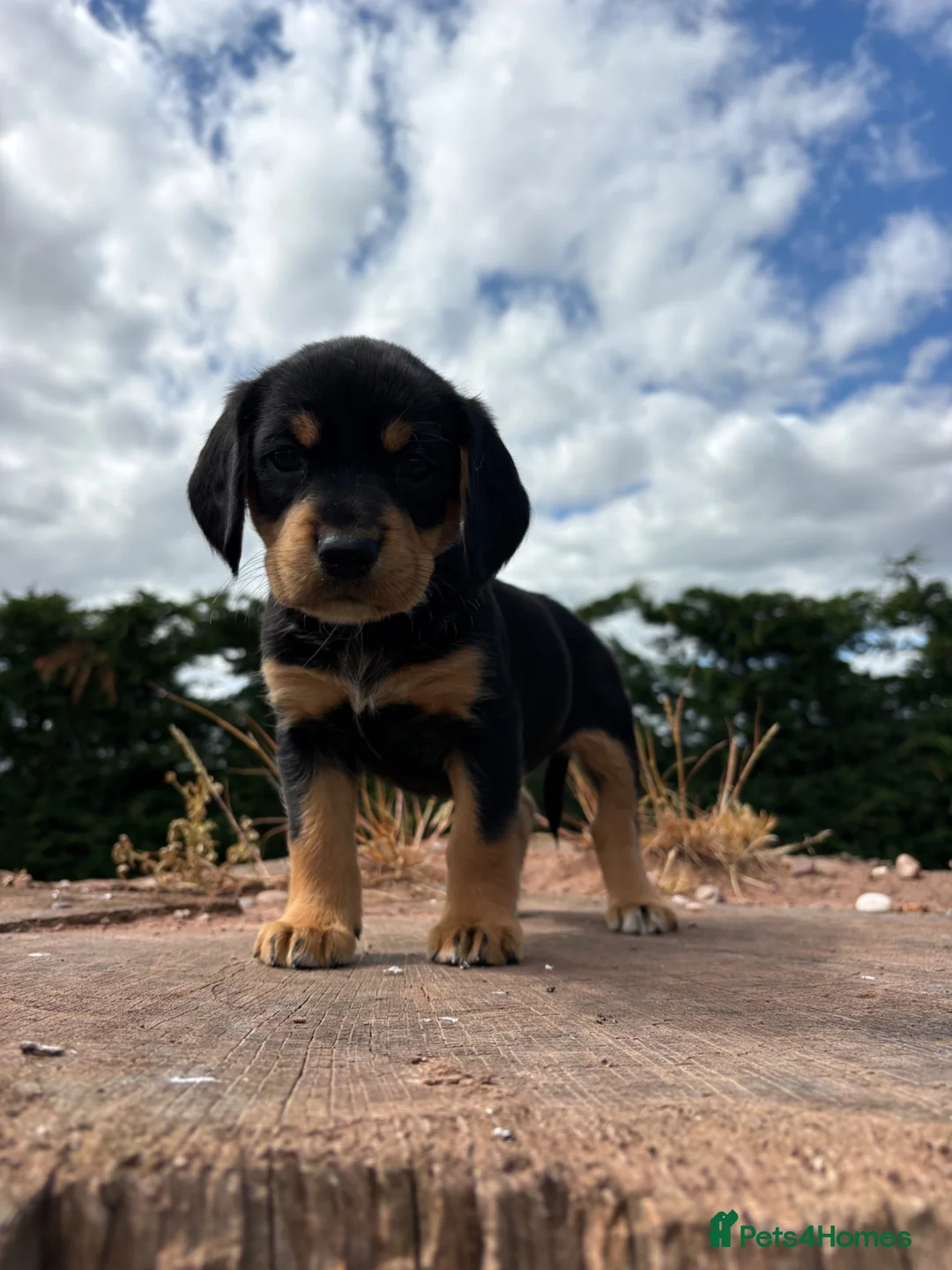 Springador dogs for sale: Beautiful springador puppies  - Advert 1