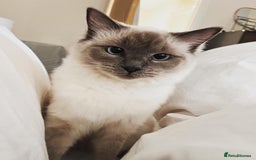 Ragdoll cats for sale: Two adorable ragdolls ready for new home  - Image 26