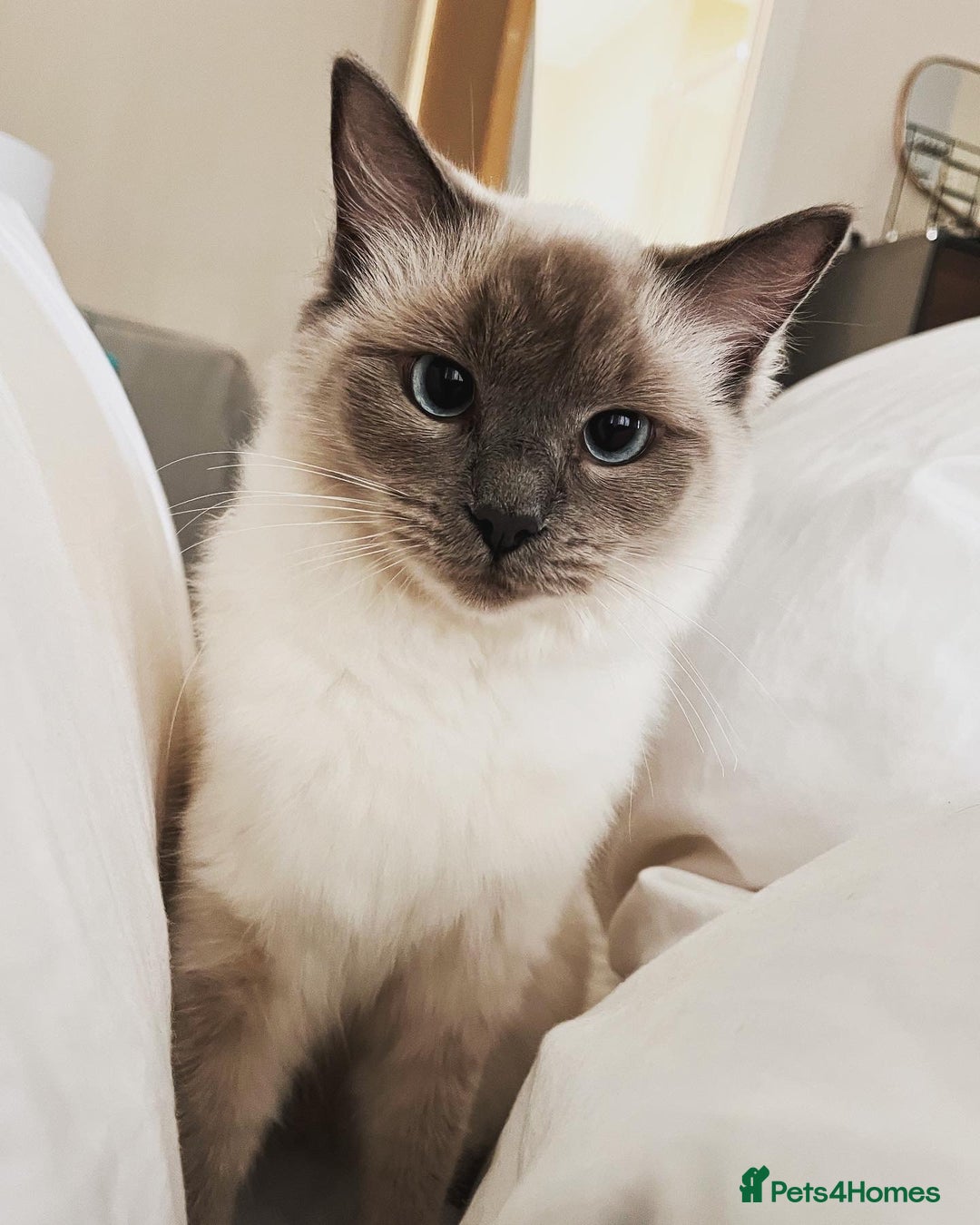 Ragdoll cats for sale: Two adorable ragdolls ready for new home  - Image 26
