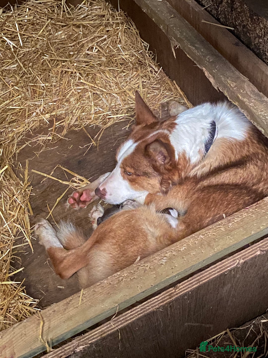 Mixed Breed dogs for sale: Blue Merle Bitch Puppy for sale  - Image 2