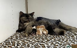 Mixed Breed cats for sale: 4 beautiful half persian kittens - Image 10