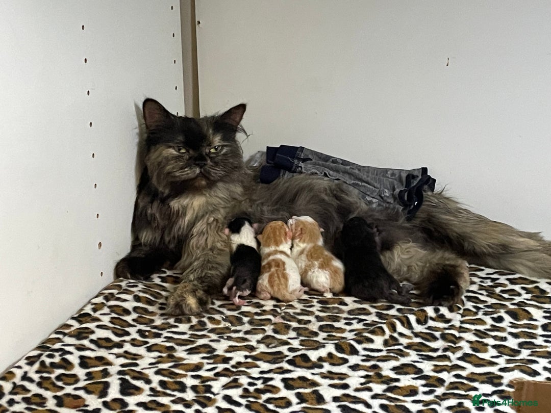 Mixed Breed cats for sale: 4 beautiful half persian kittens - Image 10