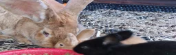 Continental Giant rabbits for sale: 6 babies ready for loving homes - Advert 1