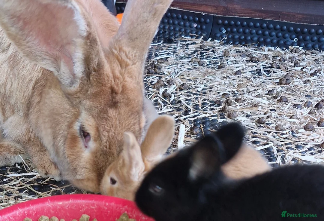 Continental Giant rabbits for sale: 6 babies ready for loving homes - Advert 1