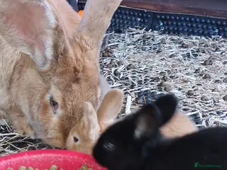 Continental Giant rabbits 6 babies ready for loving homes - Advert 8
