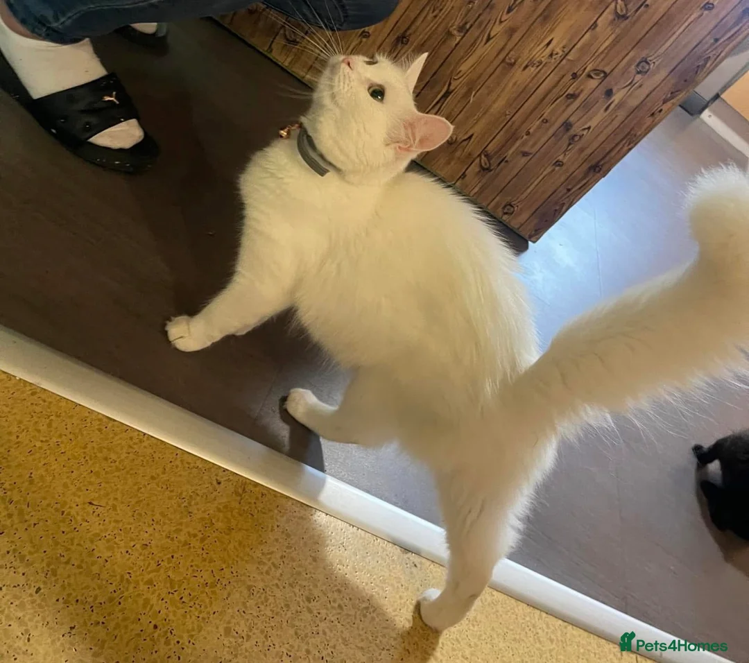 Turkish Angora cats for sale: Beautiful Gray fluffy kitten  - Advert 9