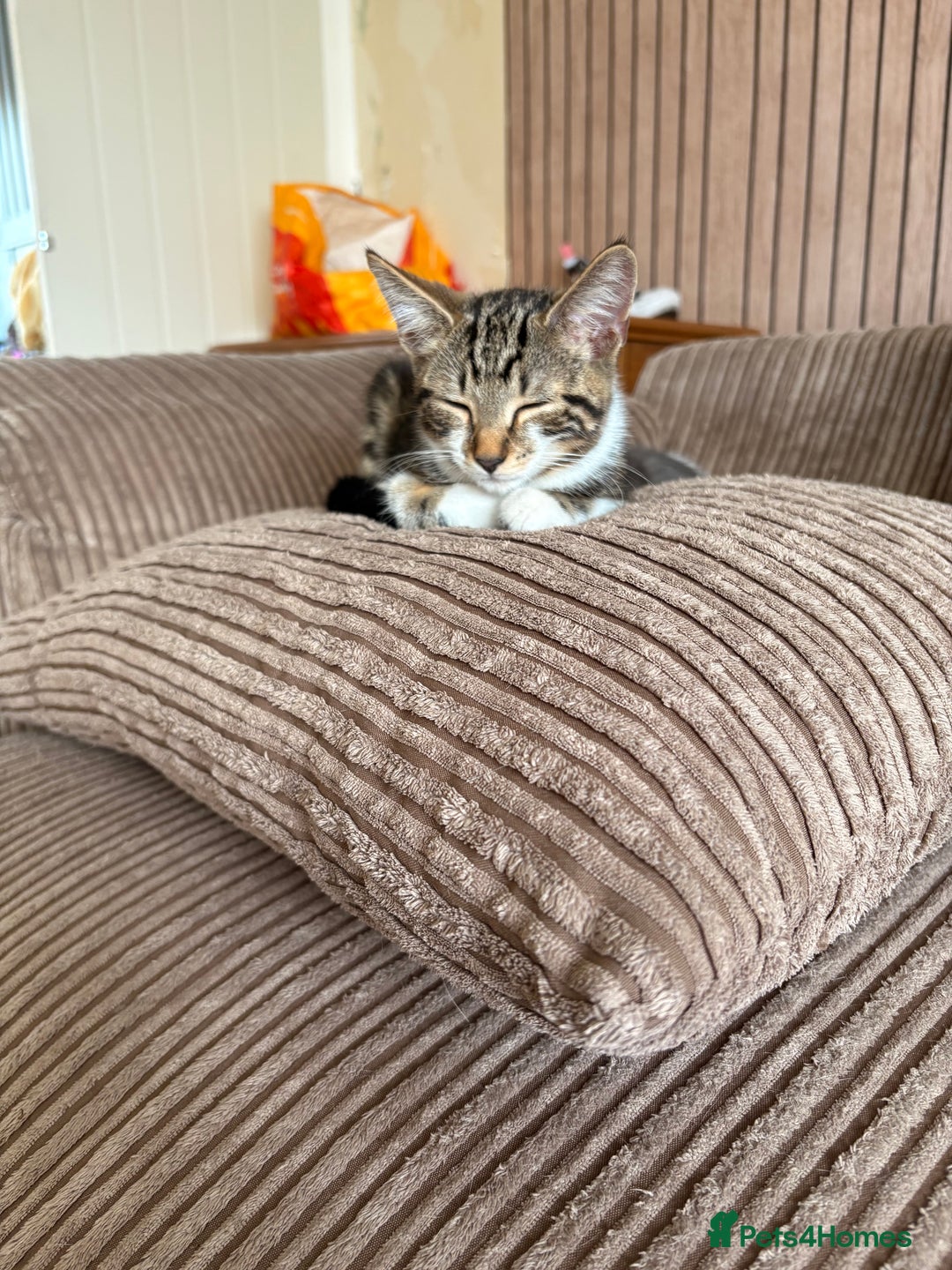 Mixed Breed cats for sale: Beautiful mixed breed kittens  - Image 3