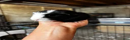 Guinea Pig rodents for sale: Female Guinea Pigs - Advert 3