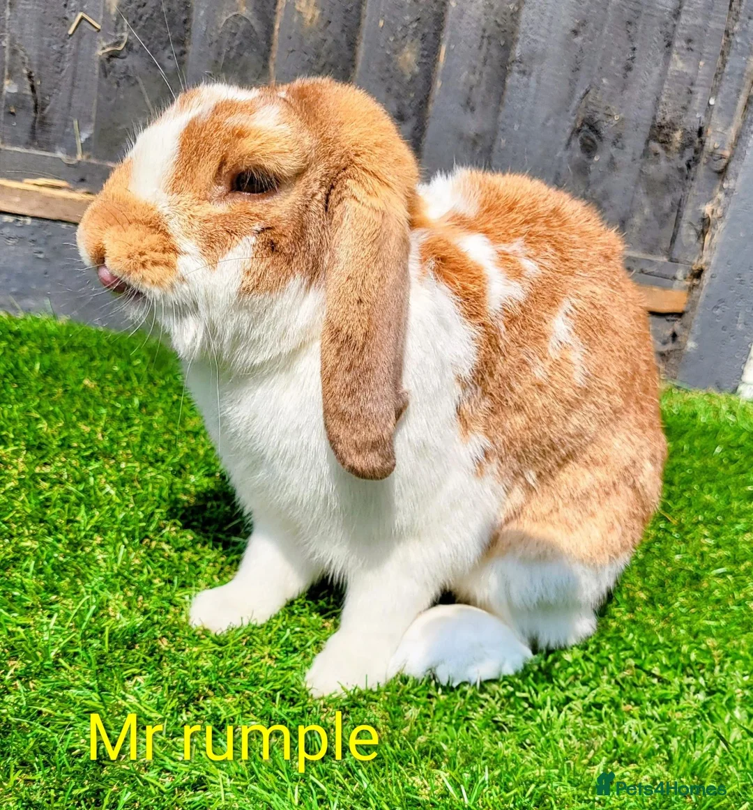 Mini Lop rabbits for sale: Mini lop male  - Advert 2