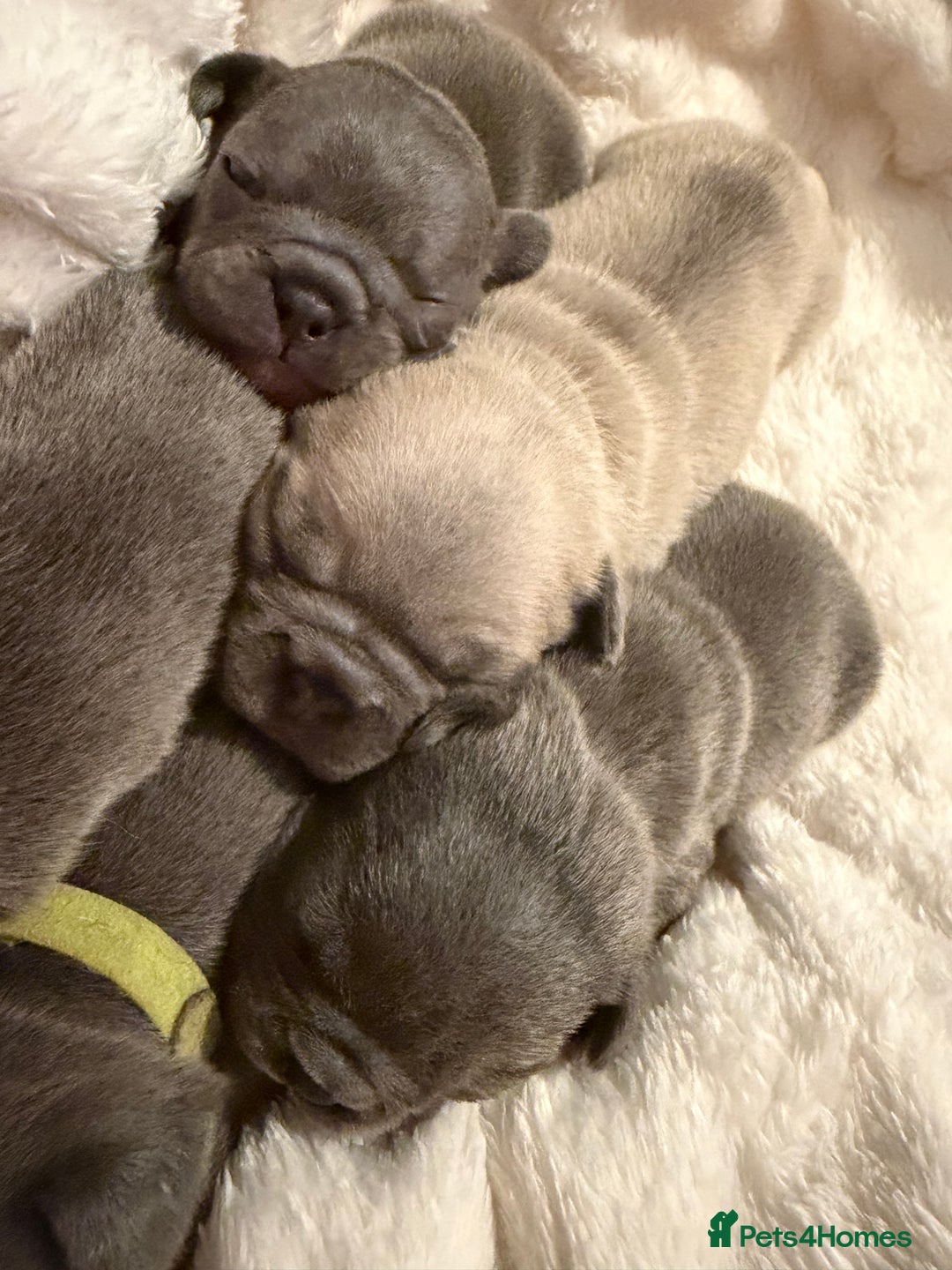 French Bulldog dogs for sale: French bulldog puppies  - Advert 9