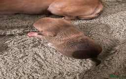 Chihuahua dogs for sale: Brother and sister Chihuahua - Advert 19