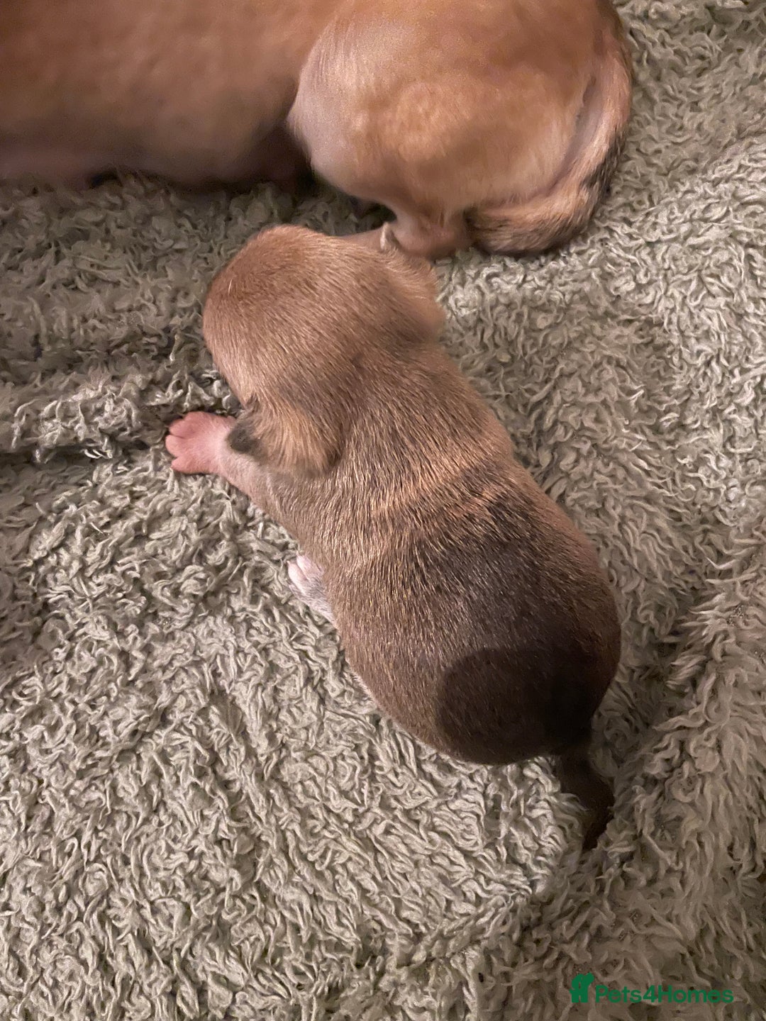 Chihuahua dogs for sale: Brother and sister Chihuahua - Advert 19