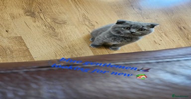 Scottish Fold cats - Advert 4