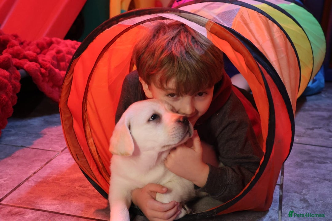 Golden Retriever dogs for sale: Health Tested, champion bloodlines Great with Kids - Advert 2