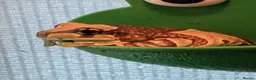 Frog reptiles for sale: Milk Tree frog older frogs  - Advert 7