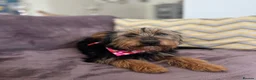 Mixed Breed dogs for adoption: Little Luna - Advert 5