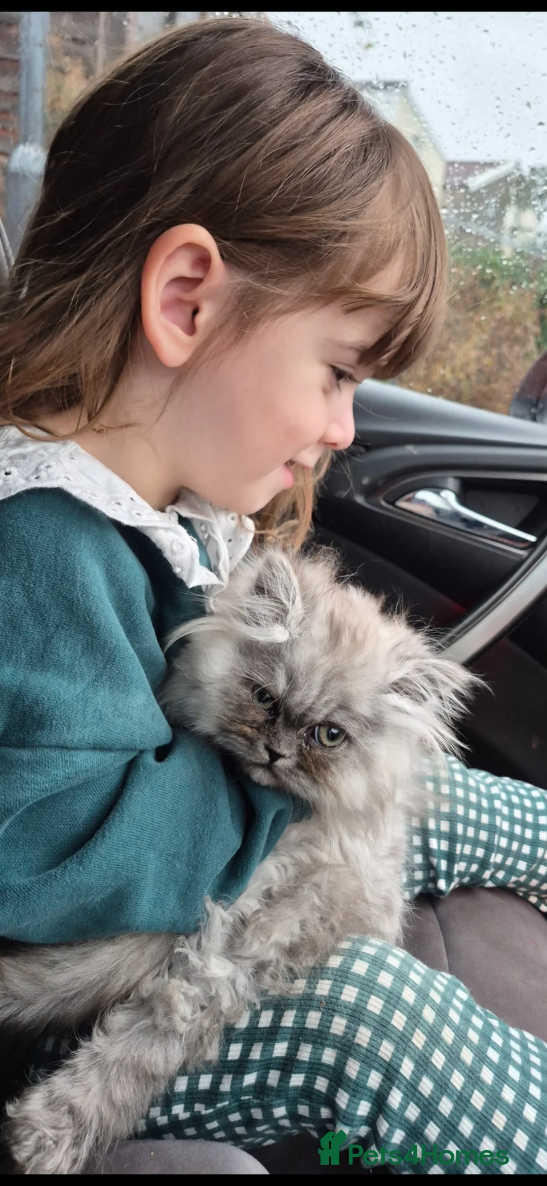 Persian cats for sale: Persian girl in Bristol - Advert 2