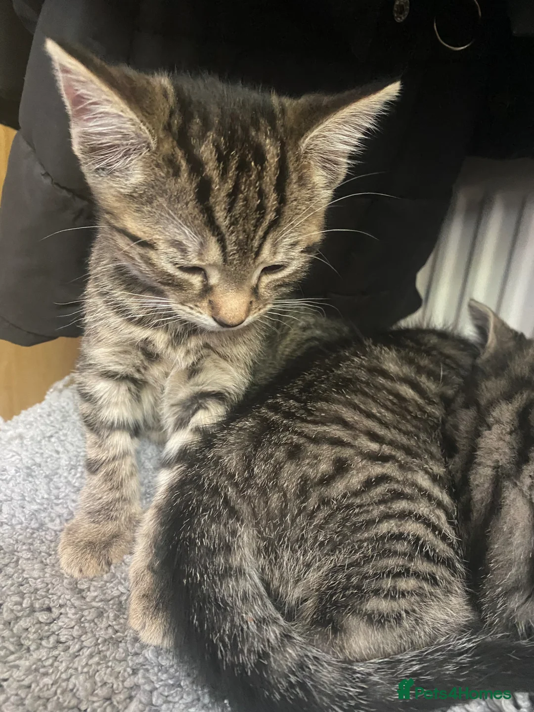 Mixed Breed cats for sale: 2 girls remaining.  in Chesterfield - Advert 2