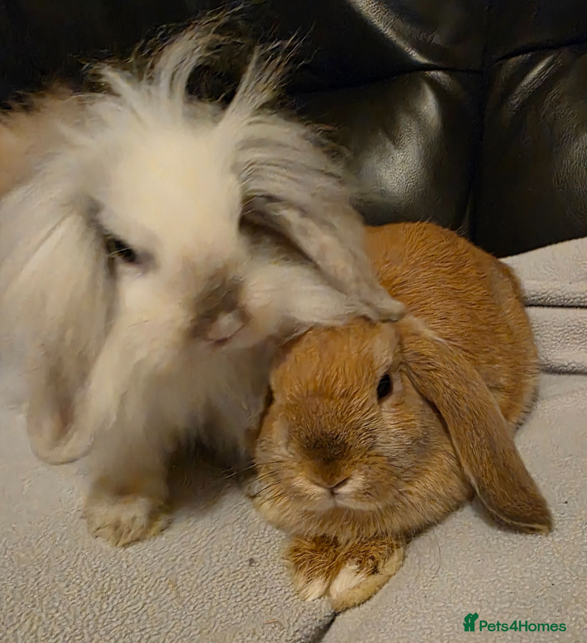 Mini Lop rabbits Mini lop x mini lion lop babies available now - Advert 12