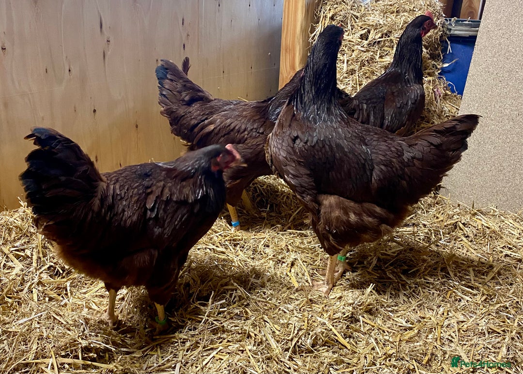 Chickens poultry for sale: Rhode Island Red - Advert 6
