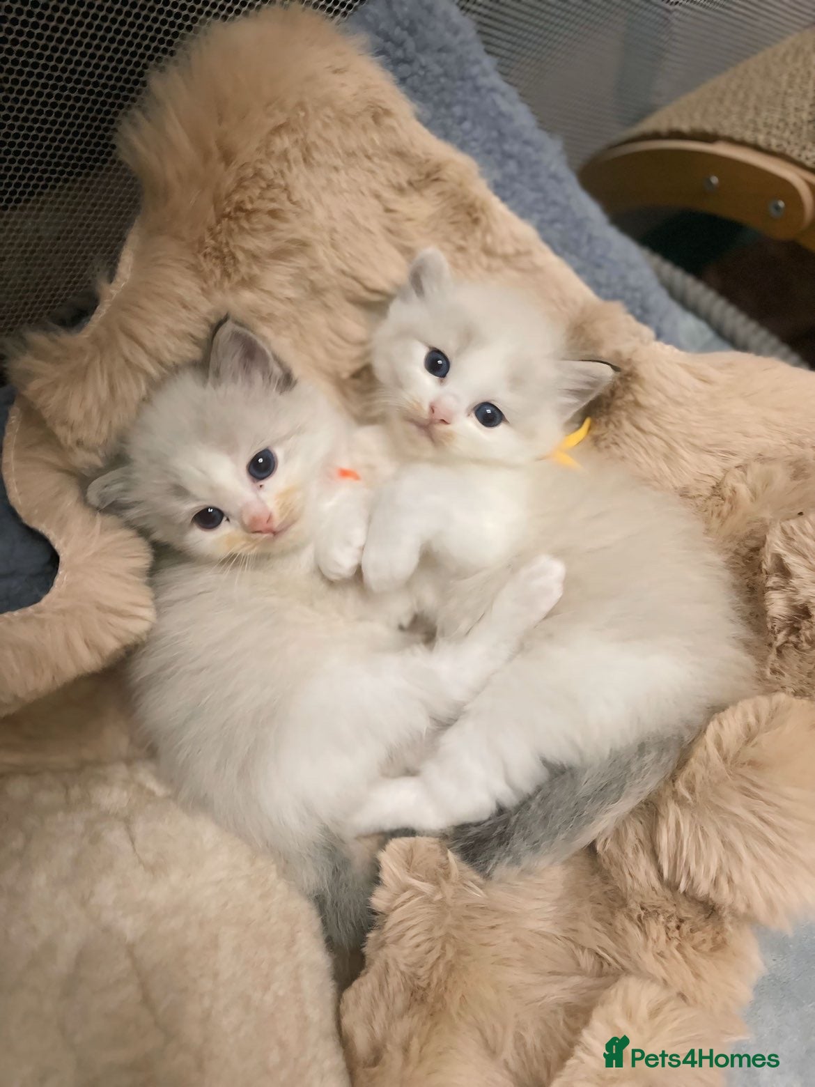 Ragdoll cats Fluffy Ragdoll kittens  - Advert 4