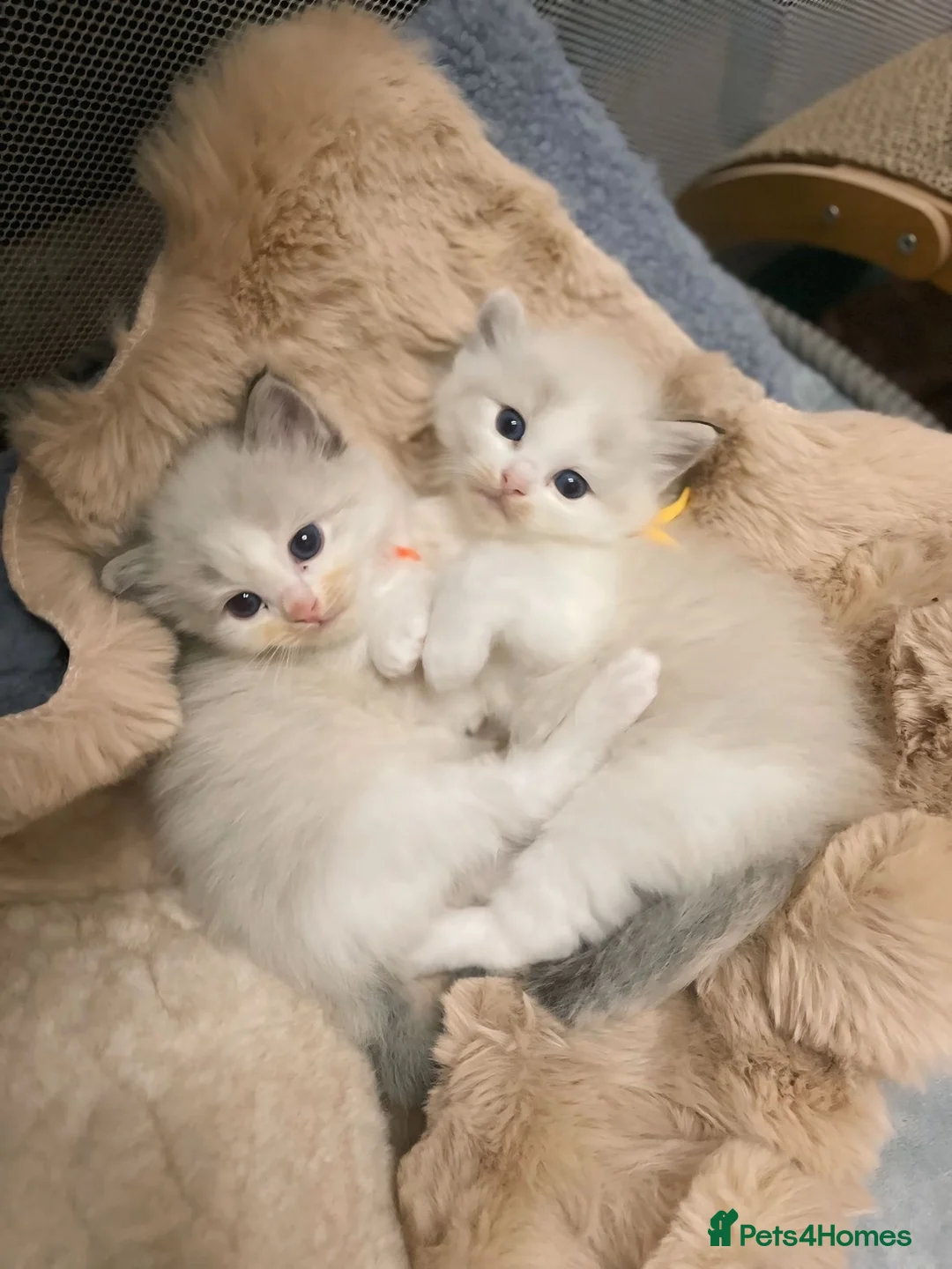 Ragdoll cats for sale: Fluffy Ragdoll kittens  - Advert 1