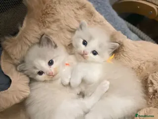 Ragdoll cats Fluffy Ragdoll kittens - Advert 3