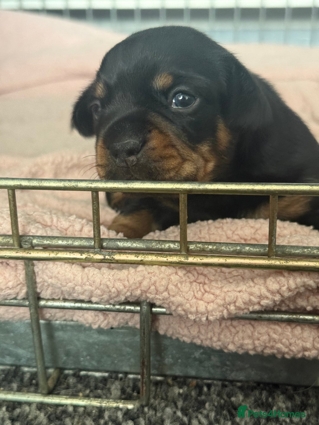 Mixed Breed dogs for sale: French weiner puppies - Image 6