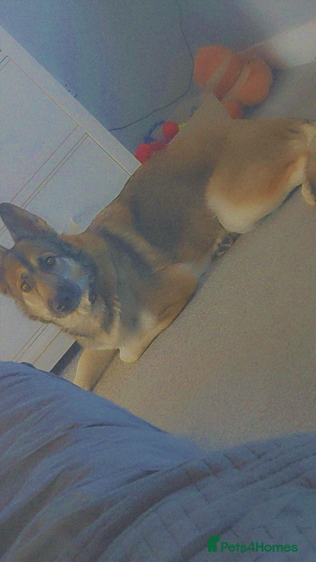 German Shepherd dogs for sale: Female German shepard  - Image 2