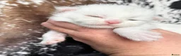 Maine Coon cats for sale: ANDERPRIDE has new Cub arrivals  - Advert 5