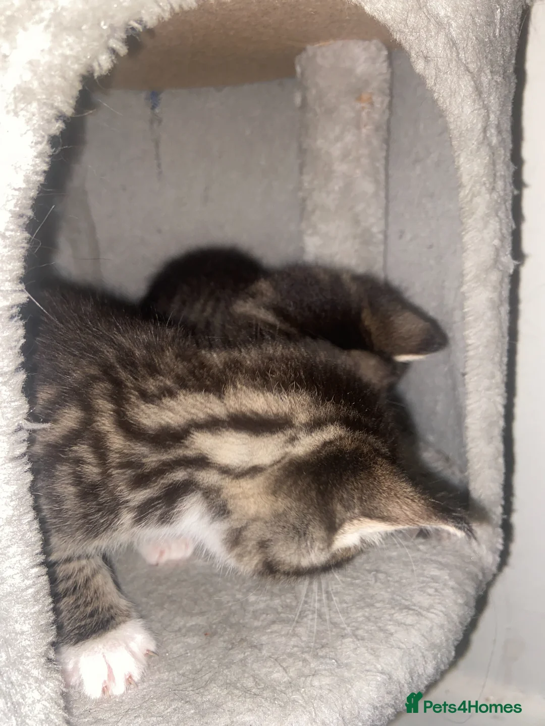 Mixed Breed cats for sale: 4 beautiful kittens   - Advert 2