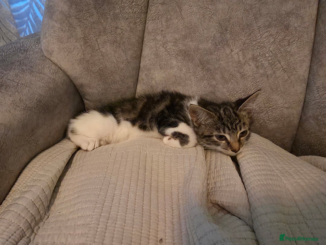 Mixed Breed cats for sale: 3 kittens  - Image 2