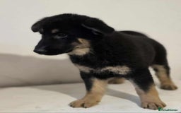 German Shepherd dogs for sale: German shepherd pups  - Image 8