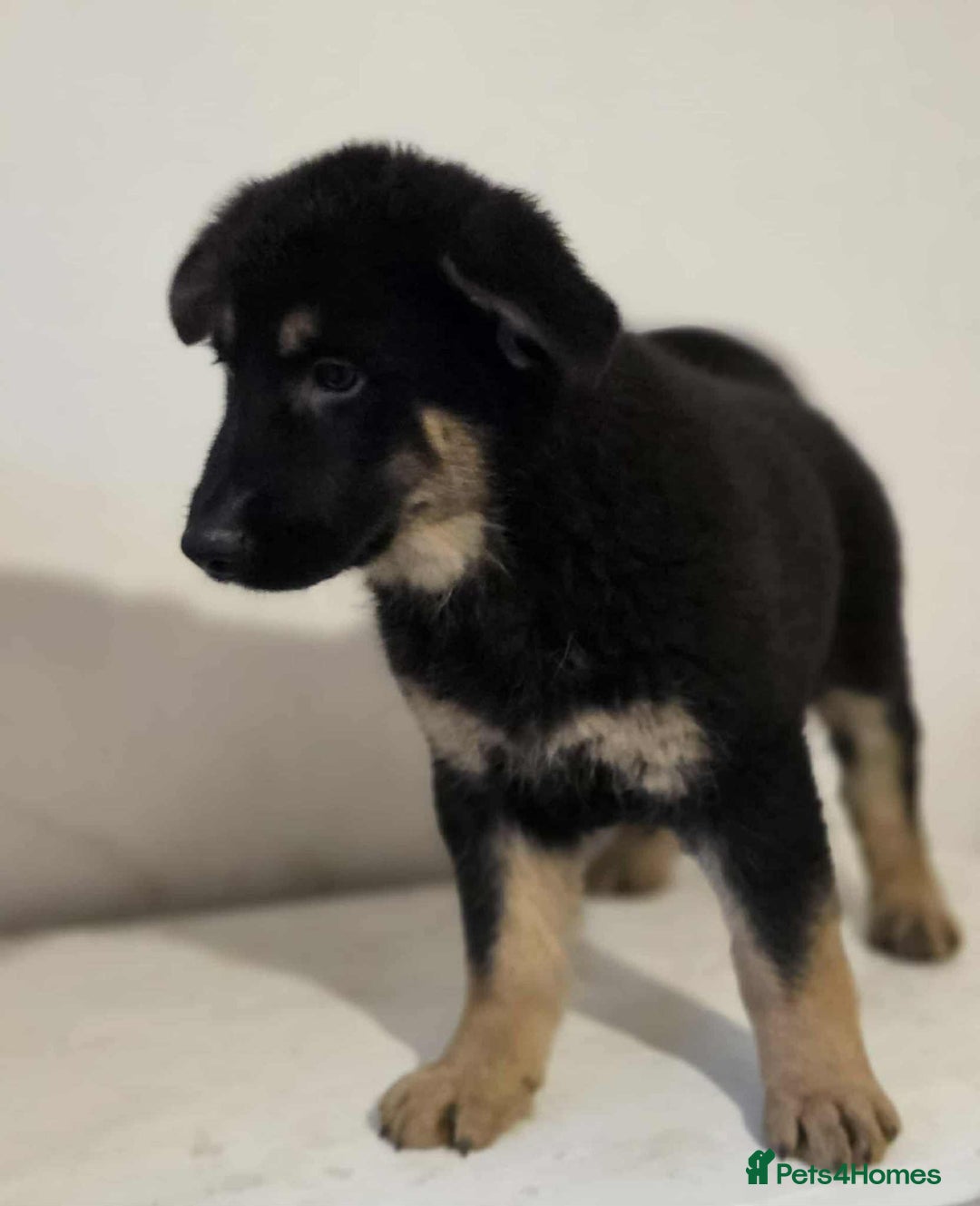German Shepherd dogs for sale: German shepherd pups  - Image 8