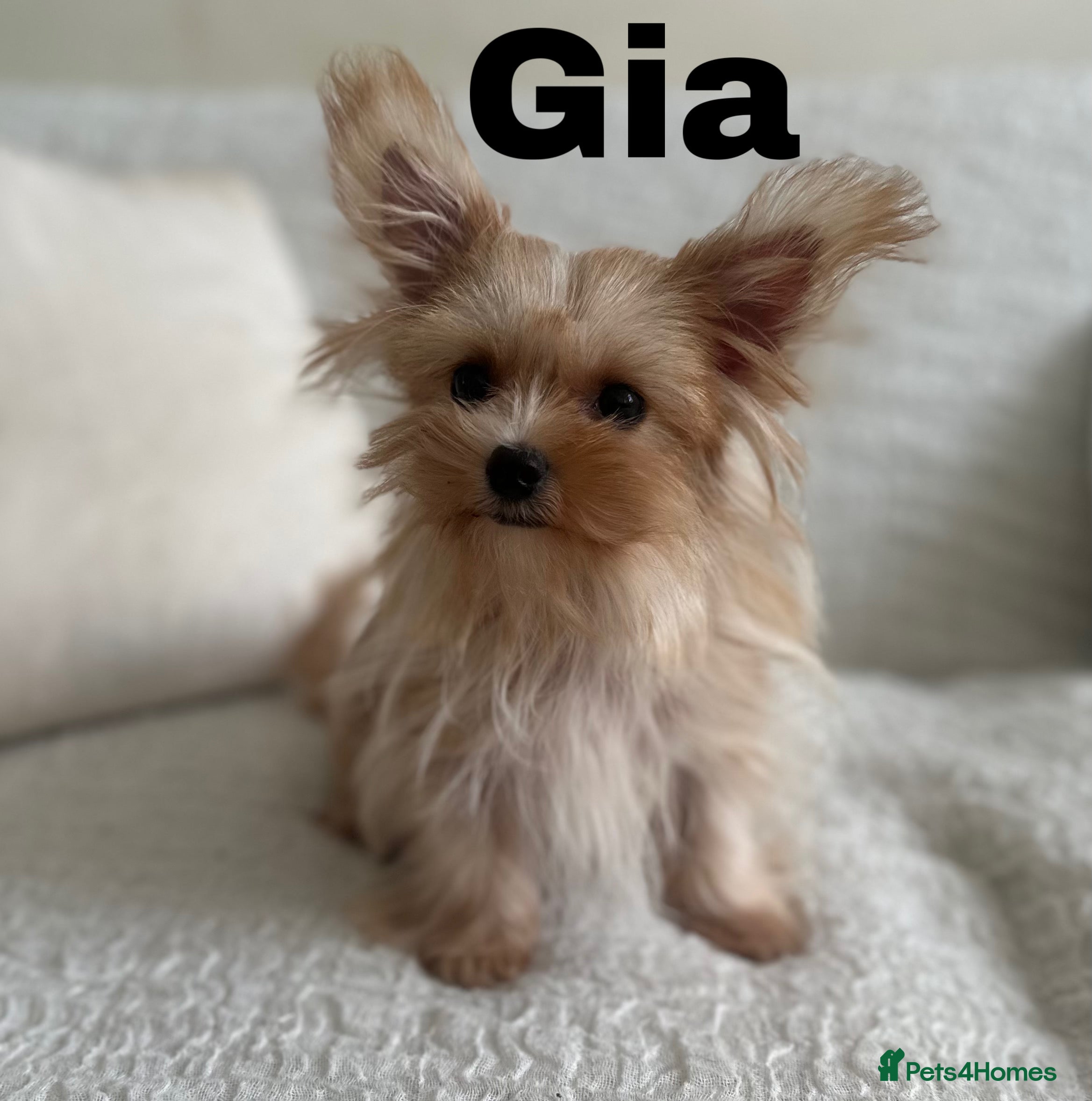 Yorkshire Terrier dogs Gorgeous Yorkshire Terriers - Advert 2