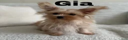 Yorkshire Terrier dogs for sale: Gorgeous Yorkshire Terriers - Advert 2