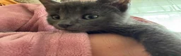 Mixed Breed cats for sale: Beautiful kittens.toilet trained  in Boston - Advert 2