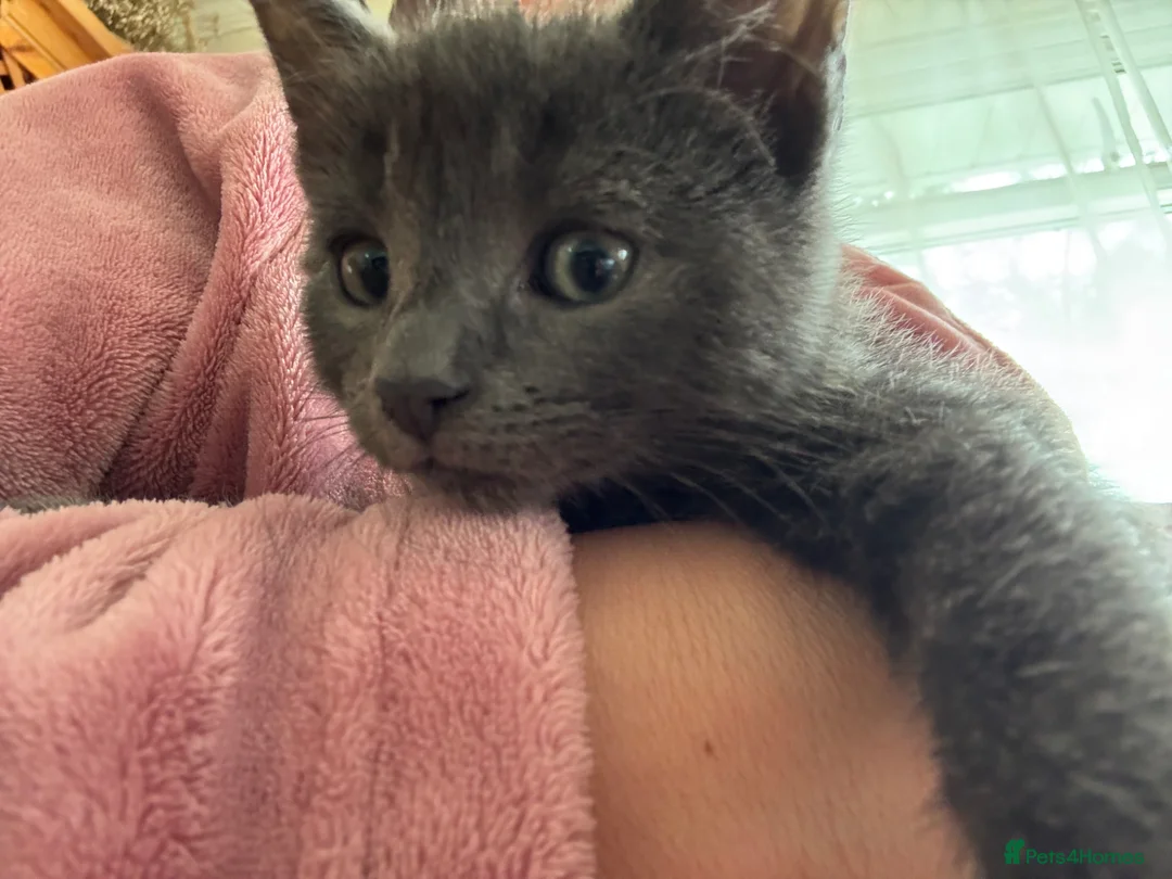 Mixed Breed cats for sale: Beautiful kittens.toilet trained  in Boston - Advert 2