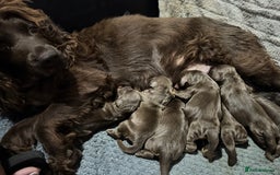 Cocker Spaniel dogs for sale: Beautiful litter of cocker spaniels for sale  - Image 7