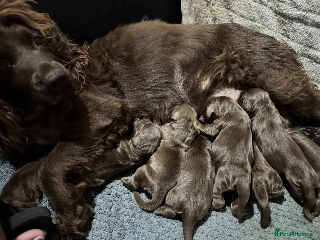 Cocker Spaniel dogs for sale: Beautiful litter of cocker spaniels for sale  - Image 7