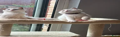 Ragdoll Kitten 3