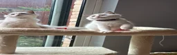 Ragdoll cats for sale:  TICA Quality Beautiful ragdoll kittens 😻🌟 - Advert 33