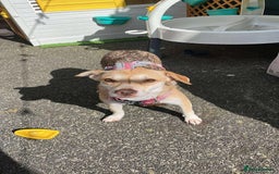 Mixed Breed dogs for adoption: Plucky Paige - Image 3