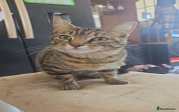 Bengal cats for sale: Bengal cross kittens - Image 1