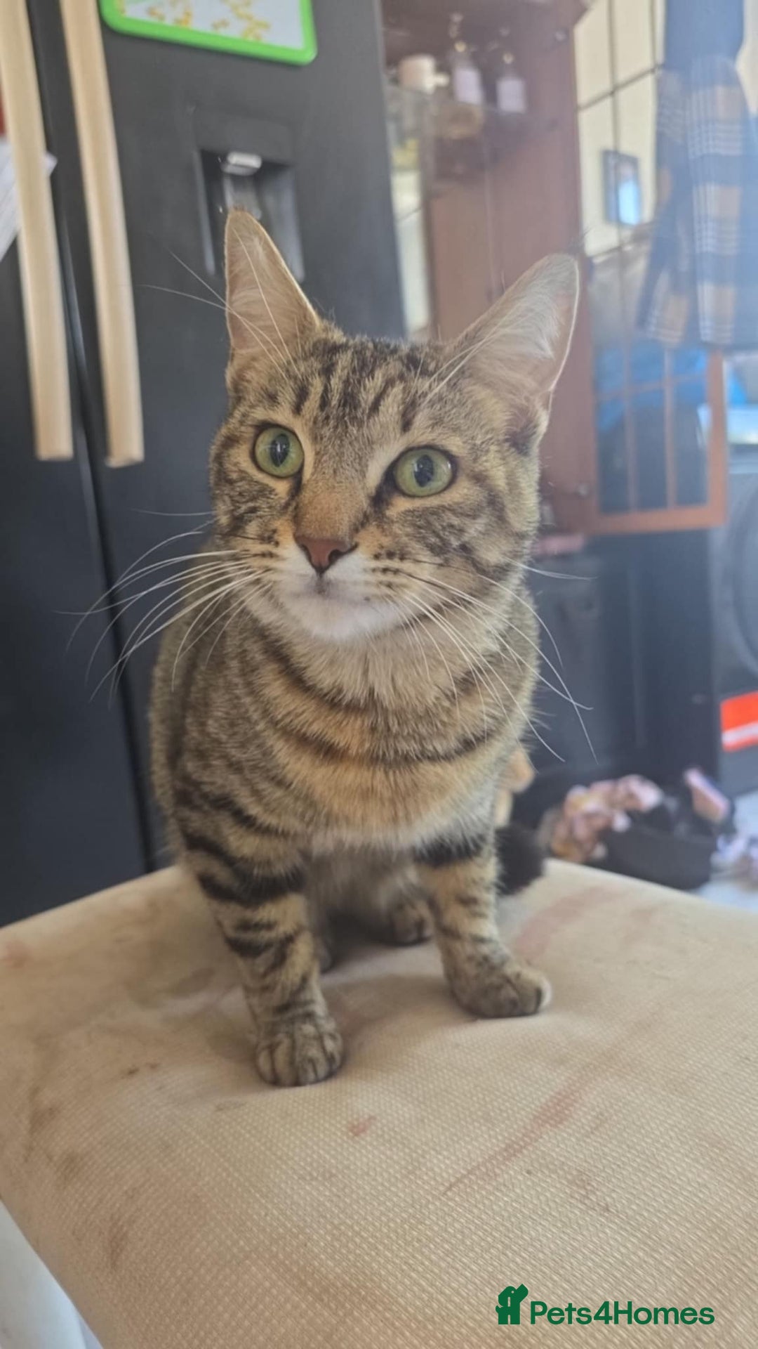Bengal cats for sale: Bengal cross kittens - Image 1