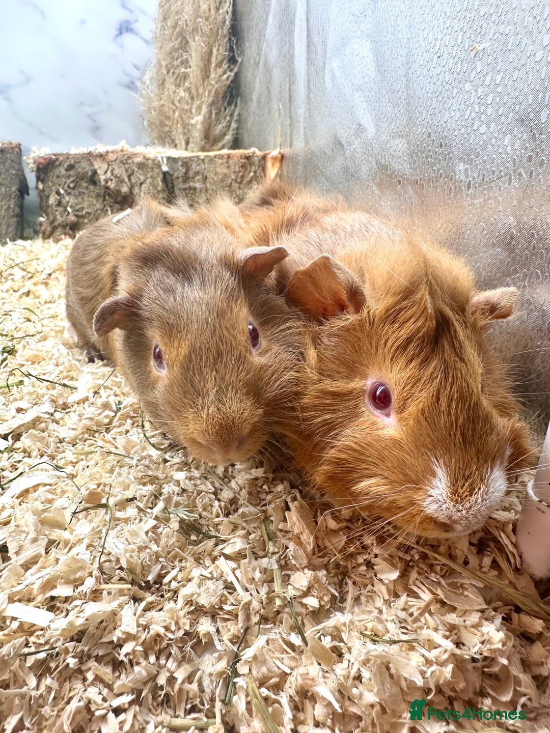 Guinea Pig rodents for sale: Multiple baby guinea pigs 💗 - Image 10