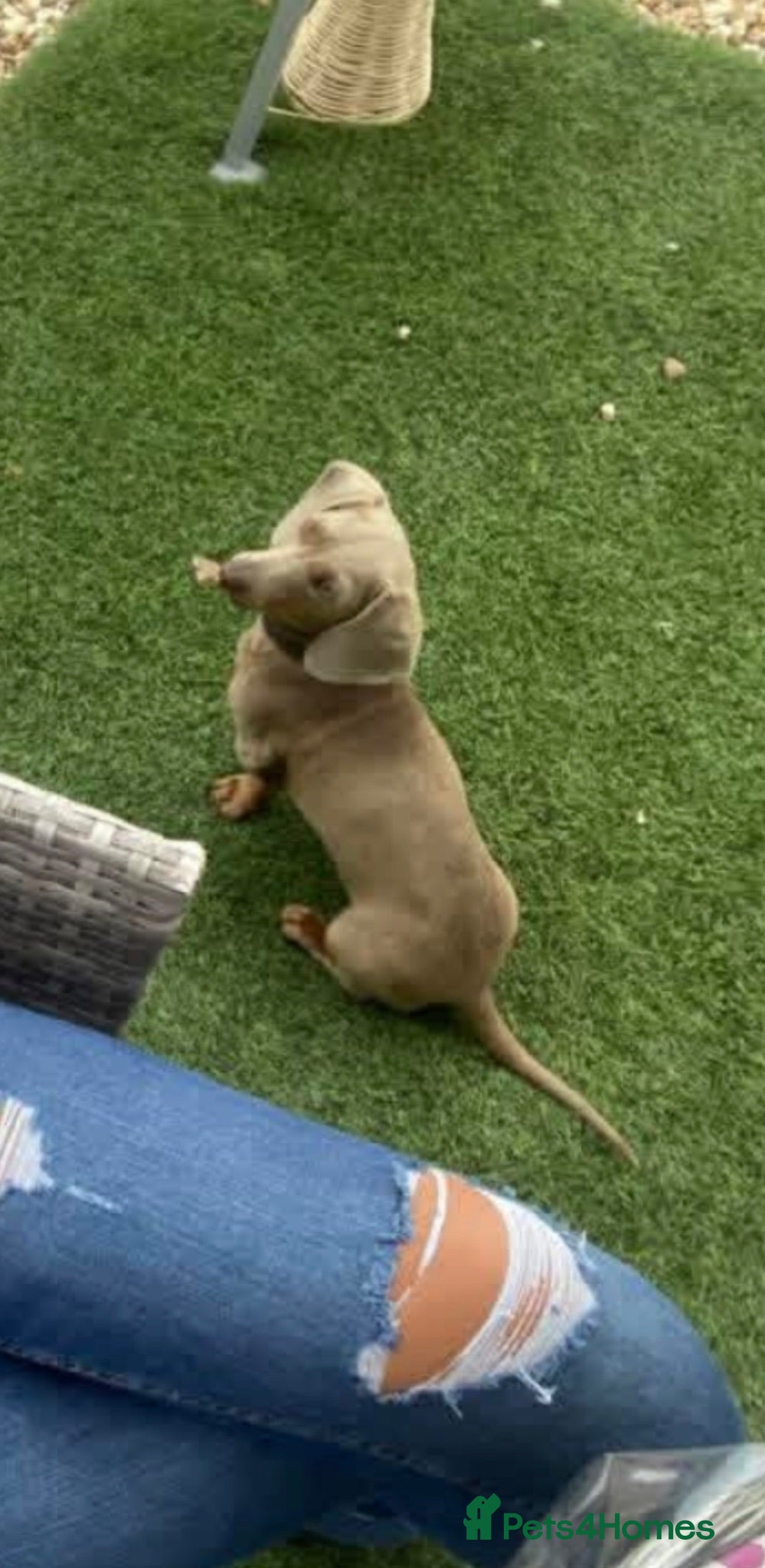 Miniature Dachshund dogs Isabella Male miniature dachshund puppy - Advert 11