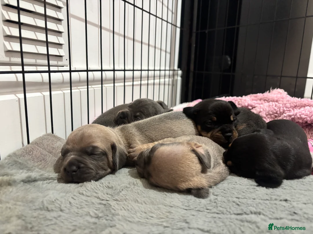 Mixed Breed dogs for sale: 7 minature French wieners   - Advert 1